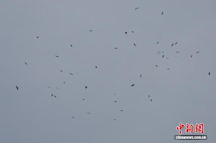 辽宁蛇岛老铁山保护区现秋季猛禽迁徙盛况