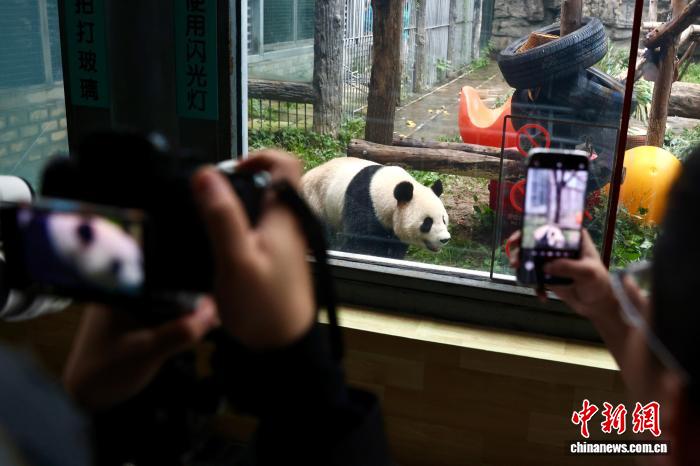 中秋特辑！大熊猫‘吉年’‘福将’北京首秀引围观