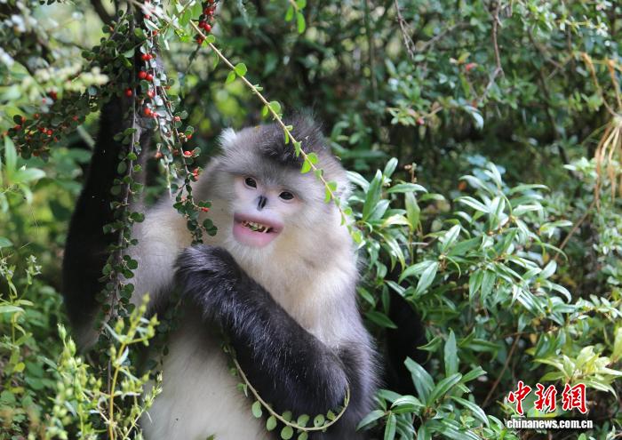 滇金丝猴进食