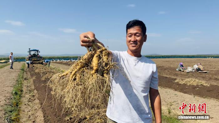 长白山下人参产业转型：从原料输出到品牌自立的新篇章