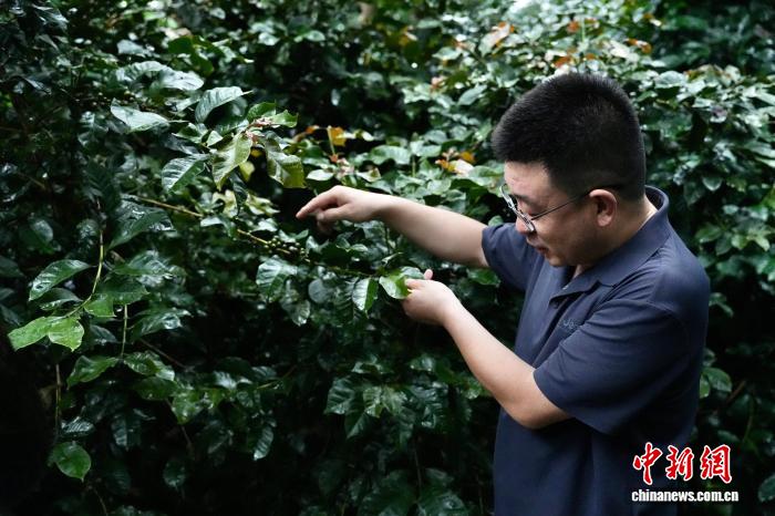 科研人员查看咖啡树长势