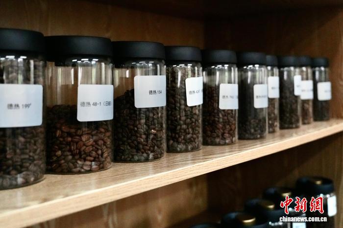 德宏热科所培育的咖啡品种
