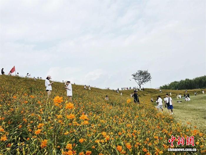 嘉善县碧云花园景区硫华菊花海