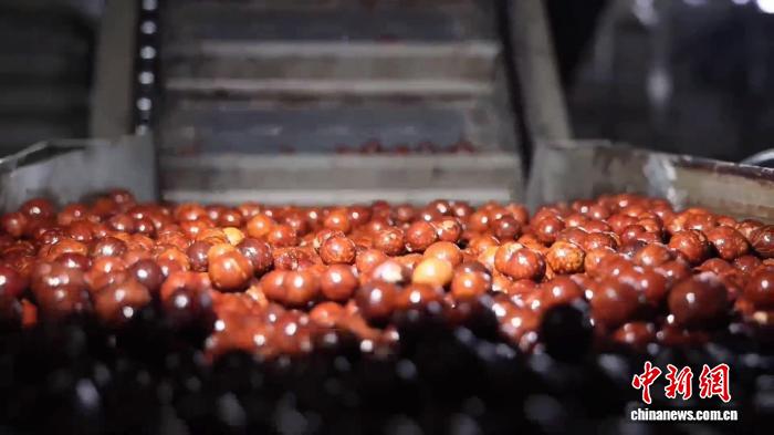 云南凤庆：小核桃变身富民大产业，打造加工聚集地