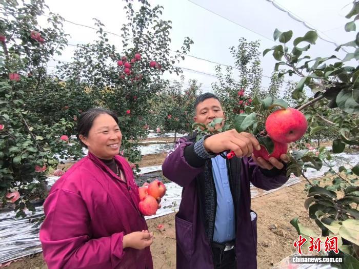 黄土塬上的致富传奇：‘宁脆’苹果如何成为农人‘绿色银行’