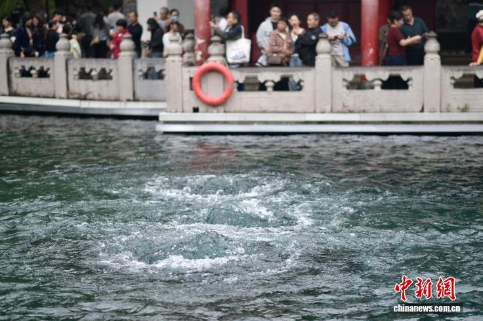 秋雨连绵润泉城：济南趵突泉水位大涨，农户抢收抢烘保秋粮
