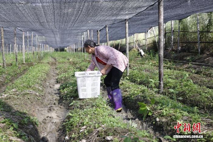 （乡村行·看振兴）福建宁化：小小竹荪“撑”起致富伞