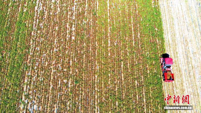 民勤寒旱之地：万亩辣椒结出致富“红果”