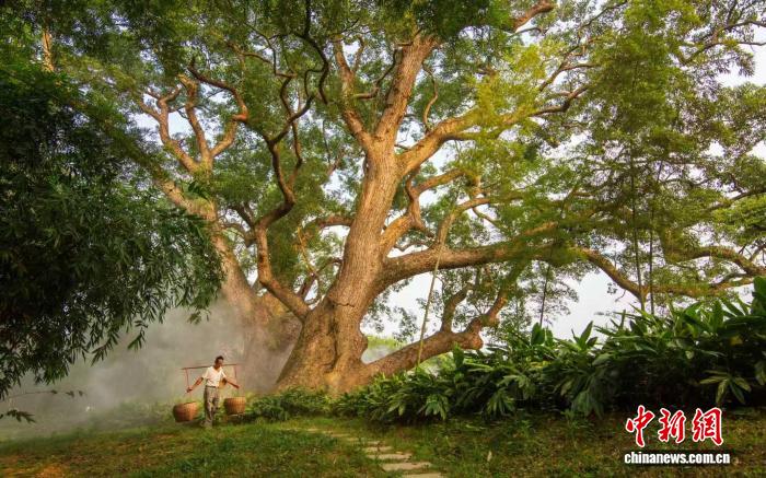 广东古树名木：从生态守护到经济引擎的转型之路
