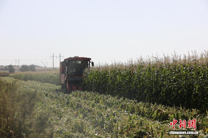 乌兰察布金秋丰收盛景：鲜食玉米、高粱、蔬菜齐丰收