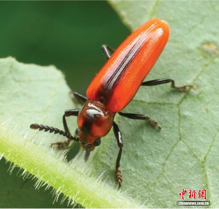 广西花坪保护区发现全球新昆虫属种：中华锯角拟叩甲