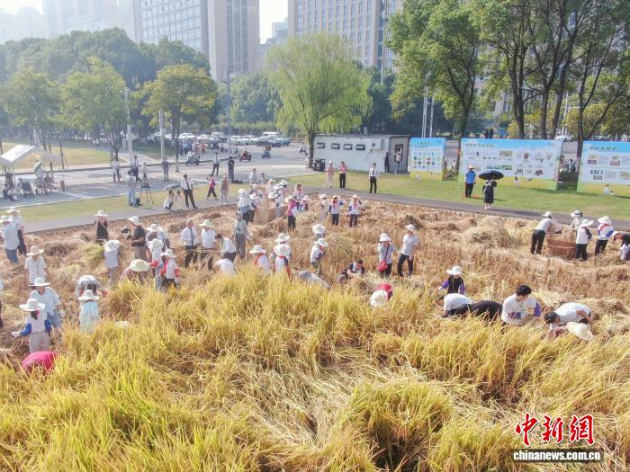 江西南昌百余名学生秋收体验：割稻脱粒悟农耕文化