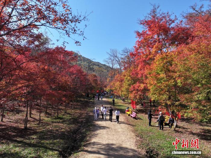 吉林蛟河：一片红叶“带火”一座城