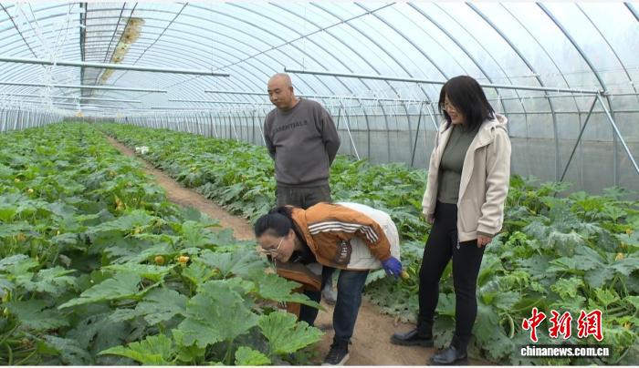 山西祁县：农技下乡保“菜篮子”稳产，低温阴雨中守护丰收