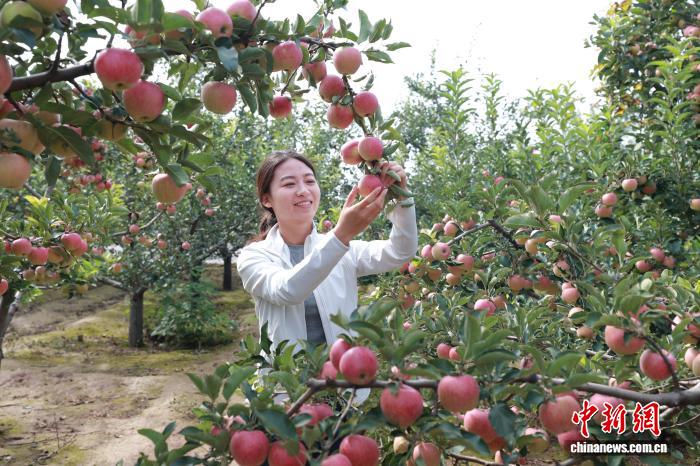 （乡村行·看振兴）山西屯留：千亩果园结“金果” 采摘务工“双丰收”