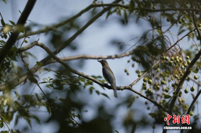 江西鄱阳湖南矶湿地发现35种越冬水鸟，生态保护成果显著