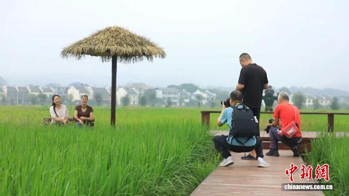 湖南安仁稻田公园农旅融合绘就乡村振兴新图景