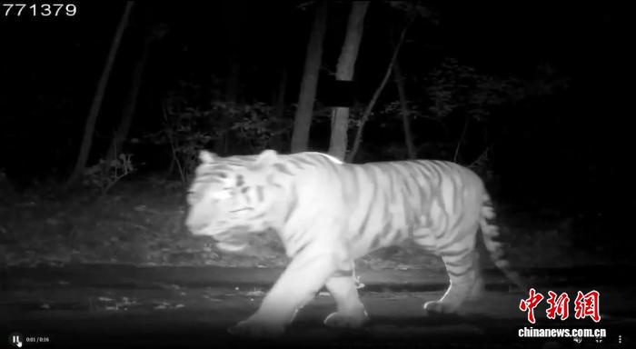 野生东北虎‘完达山一号’疑在东宁安家繁衍，生态保护成效显著