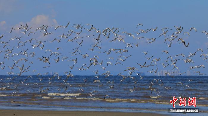 广东秋冬季迎30万+候鸟迁徙，生态胜地再现万鸟翔集