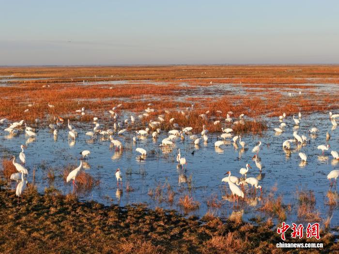 吉林莫莫格湿地迎来秋季候鸟迁徙高峰