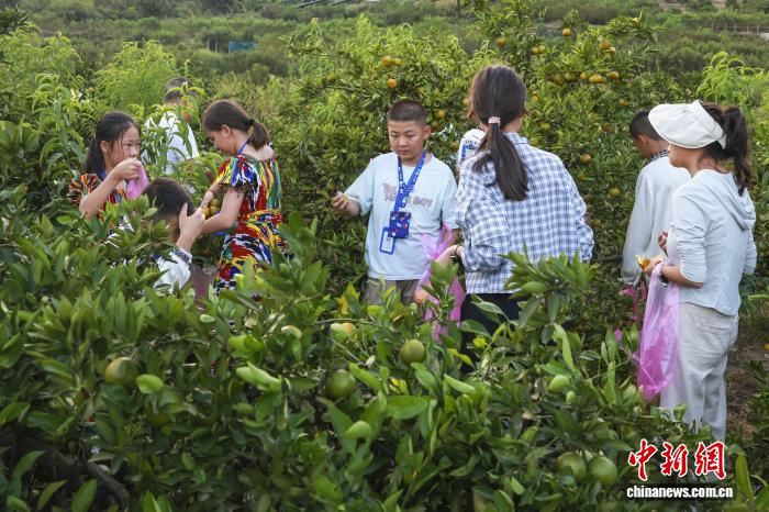 万里情牵浙疆：一只羊开启的青少年研学交流