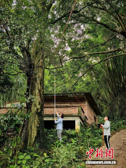 广西古树名木种质资源保护与扩繁取得突破性进展