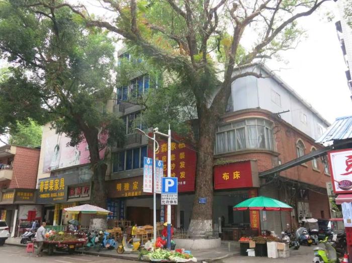 广西220年古樟树遭投毒，男子为采光竟多次下毒手