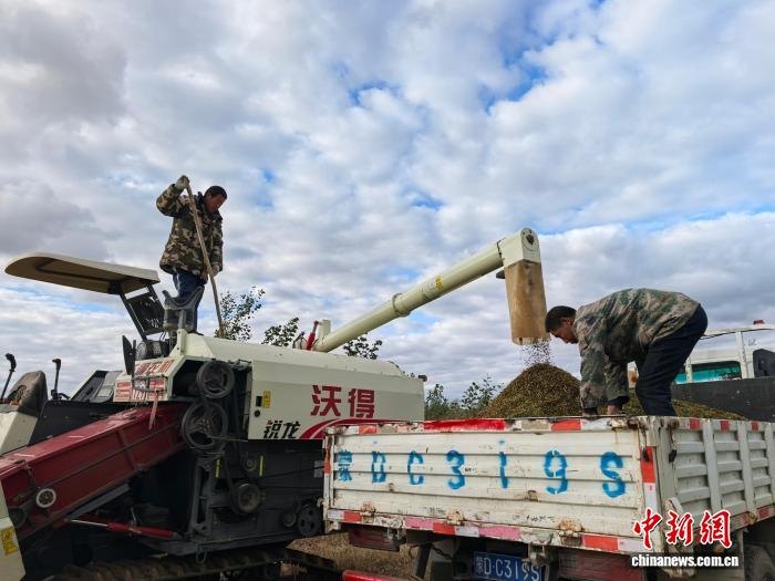 农民正在加工荞麦