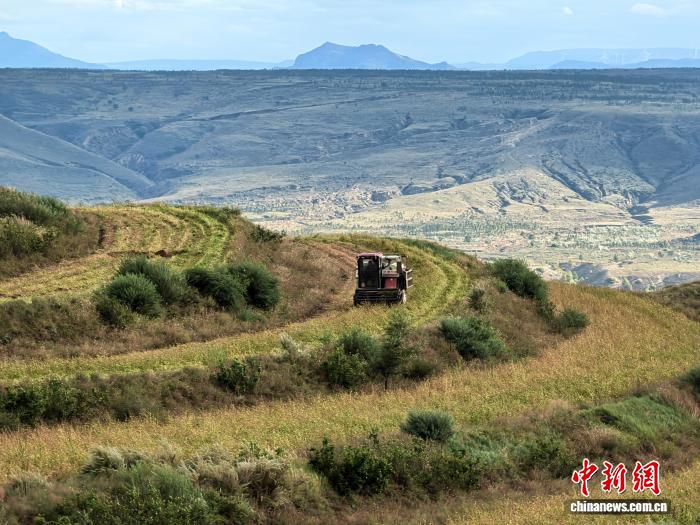 杂粮收割现场