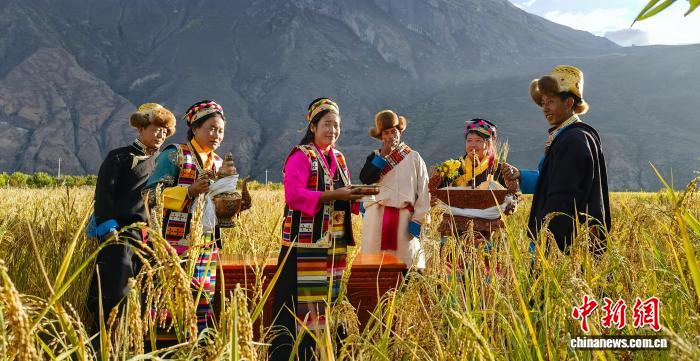 雪域高原飘稻香：西藏加查县迎来水稻丰收