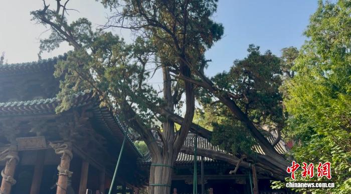 晋祠周柏‘引根复壮’：千年古树与古建共生的生态传奇