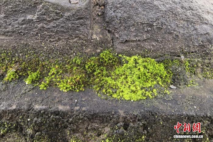 西安城墙现青苔引热议 专家称暂无稳定性风险
