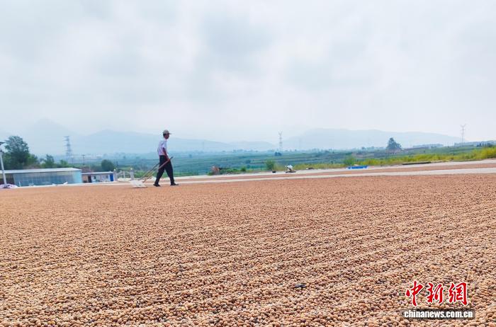 山西上党金秋酸枣丰收忙 推动中药材产业振兴发展