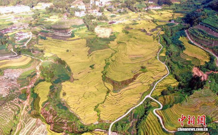 福建华安千亩梯田秋收盛景：金色稻浪绘就丰收画卷