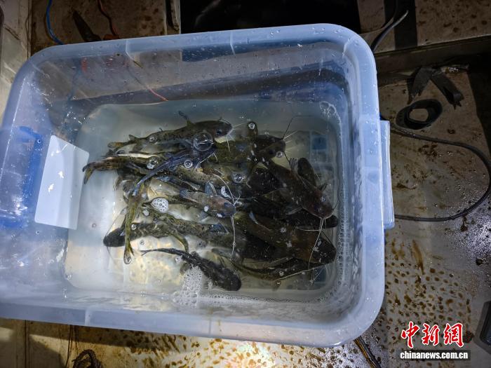 广西贺州多部门联合执法 成功放生21尾国家二级保护斑鳠