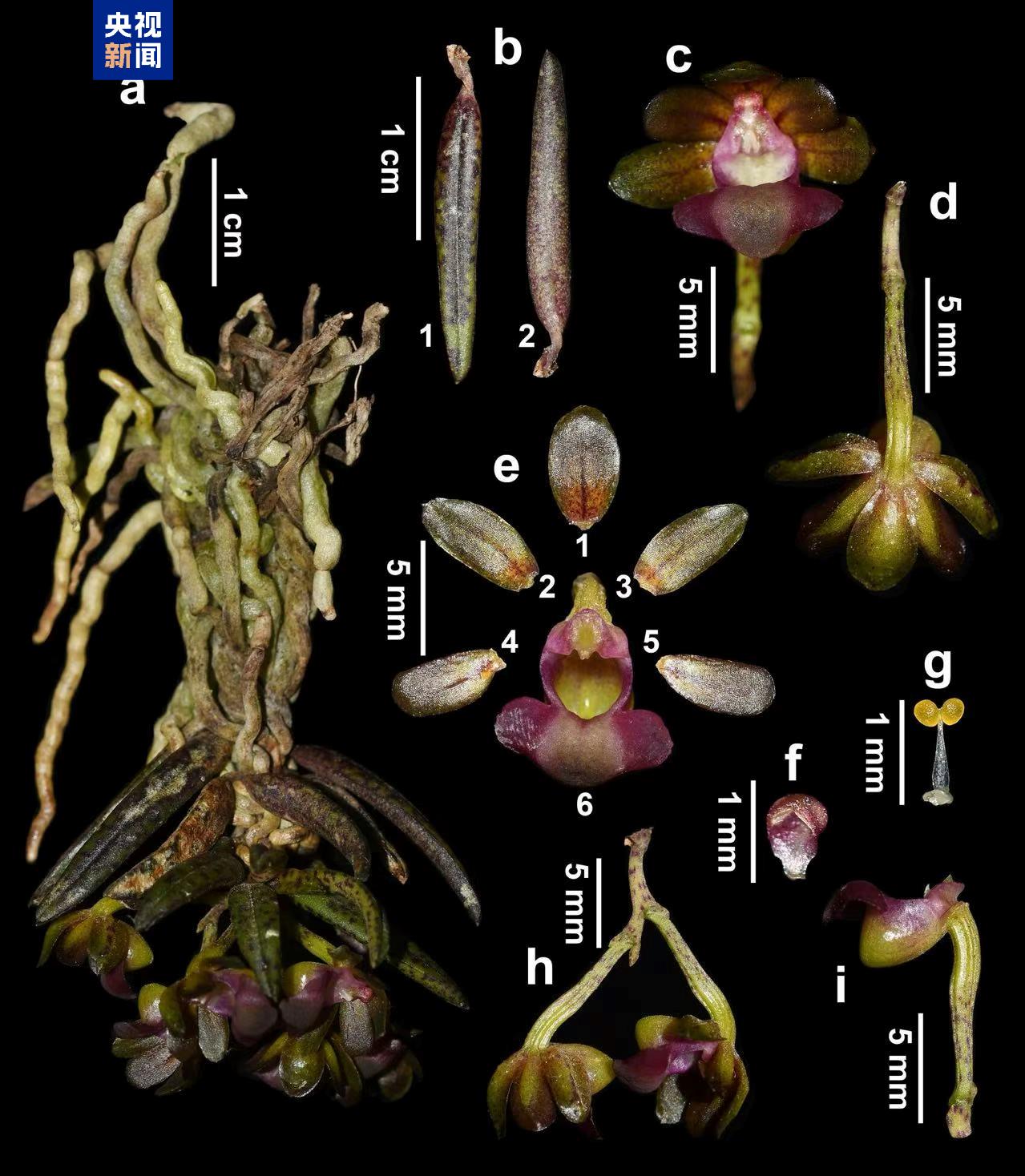 四川九寨沟发现新物种：九寨沟盆距兰