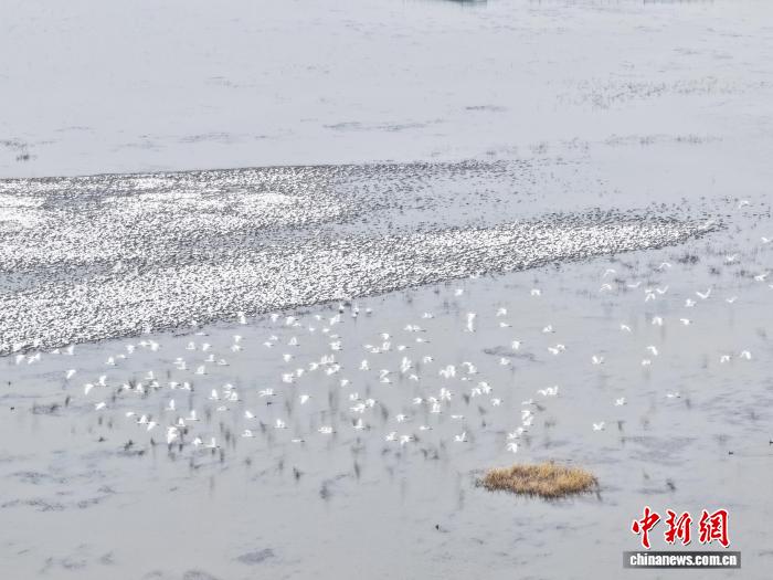 吉林镇赉雪后候鸟活动