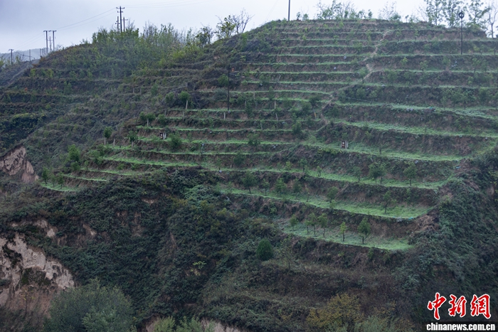 行走江河看中国｜黄土高原生态奇迹：农民治山致富双丰收