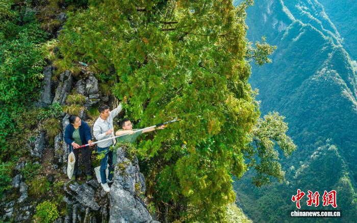 重庆启动中国崖柏保护技术标准制定工作