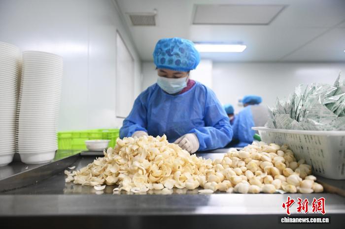 探访中国百合之都：兰州七里河的‘百年好合’传奇