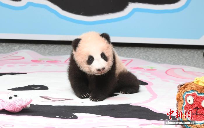 重庆动物园大熊猫“良月”的幼仔首次与公众见面