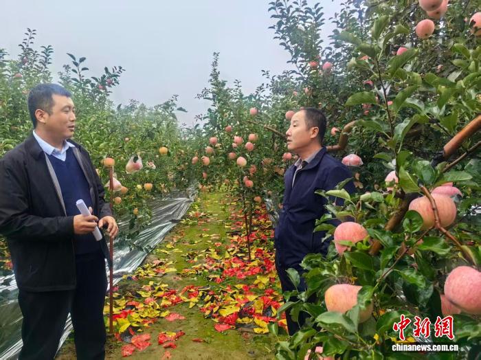 陕西洛川苹果之乡：连阴雨中守护丰收的“护果战”
