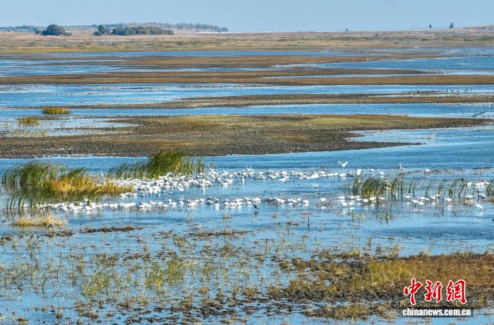 吉林莫莫格与向海湿地迎候鸟迁徙高峰，生态保护显成效