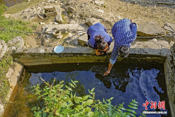 夫妻查看中国小鲵