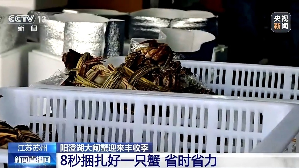 金秋十月品蟹指南：如何挑选膏满肉肥的优质螃蟹？