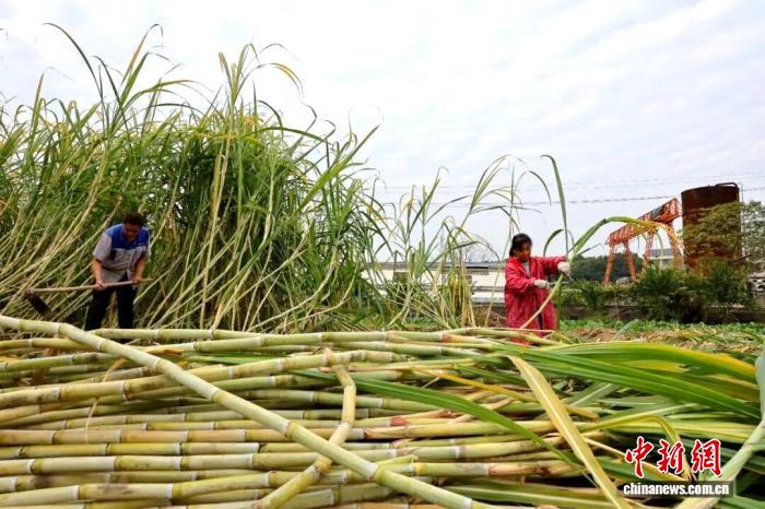 江西玉山：统战力量激活红糖产业 赋能乡村振兴新路径