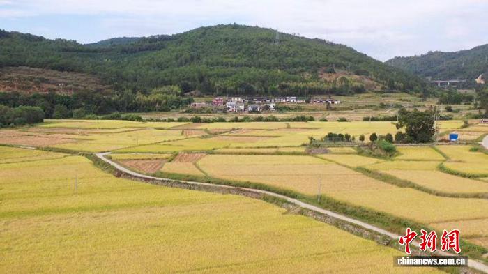 福建清流秋粮收购正酣 保障颗粒归仓助农增收