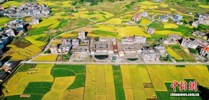 广东335处大中型灌区今年灌溉用水达57.5亿方 保障秋粮丰收