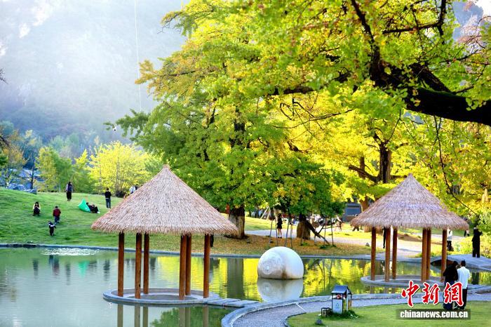 甘肃徽县：千年银杏“蘸”秋色 嘉陵江畔“染”诗情
