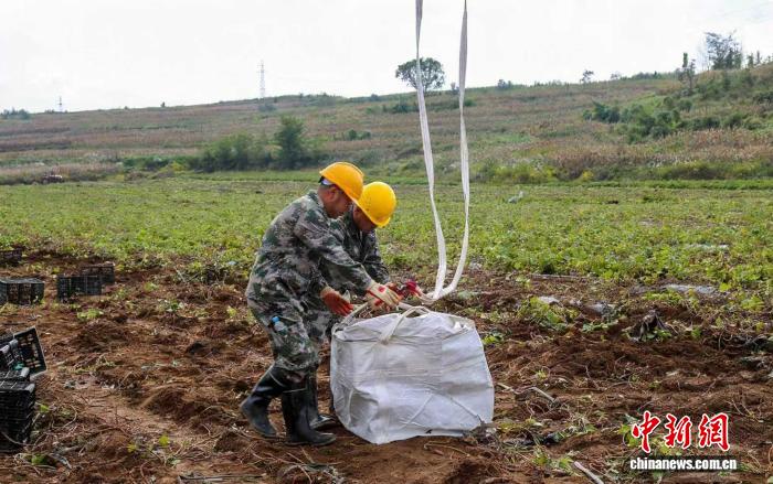 无人机抢收作业